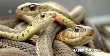 Rüyada yılan görmek ne anlama gelir, neye işaret? Diyanet?